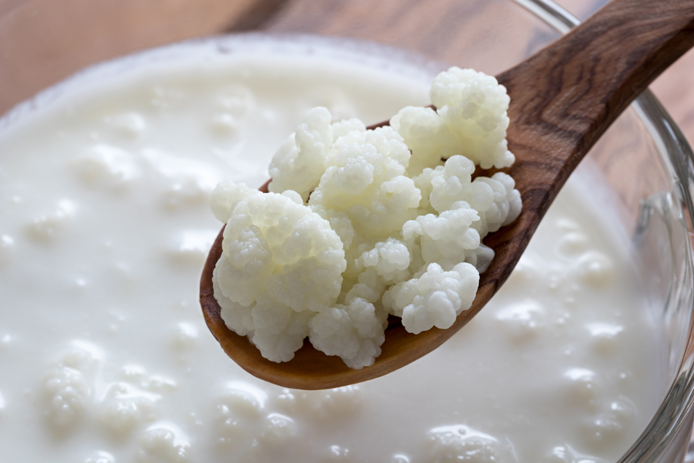Kefir Körner auf einen Holzlöffel