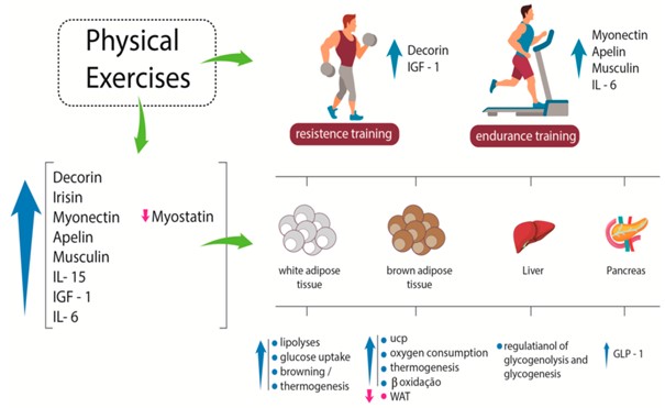 Wirkungen der wichtigsten Myokine